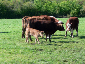 Grass-fed Beef | Tender Grassfed Meat